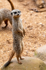Naklejka na ściany i meble Close up of meerkats in captivity at the zoo