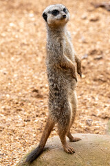 Close up of meerkats in captivity at the zoo