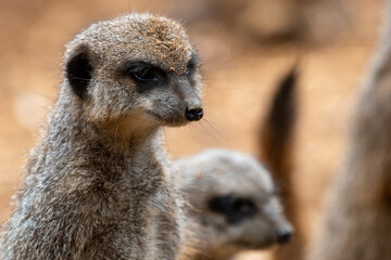 A group of meerkats in captivity at the zoo