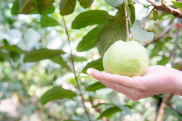 Woman's hand holding a perfect guava in a guava garden.