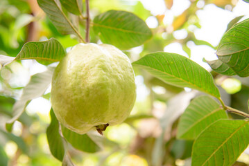 The Fresh perfect guava fruit in the guava garden.