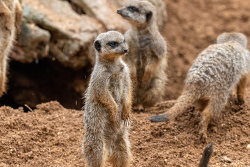 Fototapeta premium A group of meerkats in captivity at the zoo