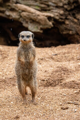 Fototapeta premium Close up of meerkats in captivity at the zoo