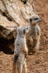 A group of meerkats in captivity at the zoo