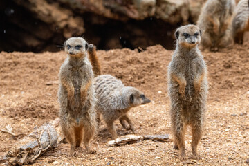 A group of meerkats in captivity at the zoo