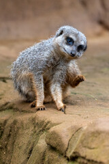 Fototapeta premium Close up of meerkats in captivity at the zoo
