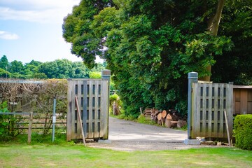 dog in the garden