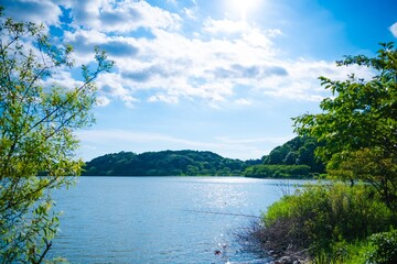 lake and forest