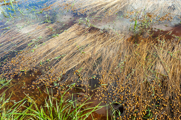 Champ de lin inondé suite à un orage. Calamité agricole, assurance récolte