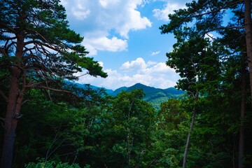 forest and clouds