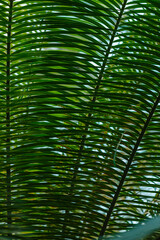 Fototapeta na wymiar Tropical plants in the greenhouse, winter garden, interior. Home tropical plants. Landscaping of the interior
