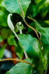 Tropical plants in the greenhouse, winter garden, interior. Home tropical plants. Landscaping of the interior