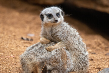 Close up of meerkats in captivity at the zoo