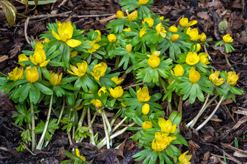 Eranthis hyemalis a late winter spring flowering plant with a yellow wintertime flower commonly known as winter aconite, stock photo image