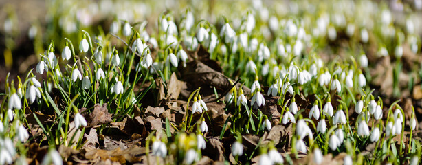 Snowdrop , or Galanthus is a genus of perennial herbs of the Amaryllidaceae family