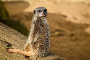 Fototapeta premium Close up of meerkats in captivity at the zoo