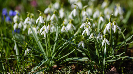 Snowdrop or common snowdrop (Galanthus nivalis) flowers.Snowdrops after the snow has melted. In the forest in the wild in spring snowdrops bloom.