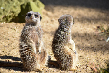 Fototapeta premium A group of meerkats in captivity at the zoo