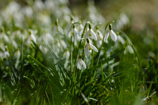 Snowdrop (Galanthus nivalis) flowers in spring time. Snowdrops blooms in the spring garden - Powered by Adobe