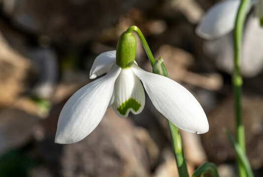 Galanthus 'S. Arnott' (snowdrop) a double spring winter bulbous flowering plant with a white green springtime flower in January, stock photo image with copy space