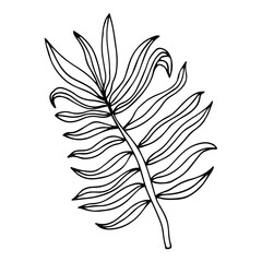 Obraz premium leave palm tropical flora thin line