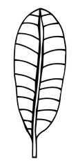 vector sketch banana leave. stylized tropical leaves, single line hand drawing. simple silhouette of tropical palm leave