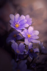 Hepatica nobilis. Fioletowe kwiaty leśnych przylaszczek.	