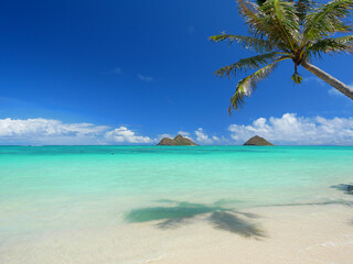 Plakat ハワイ、オアフ島、ラニカイビーチから眺めるモクルアと椰子の影