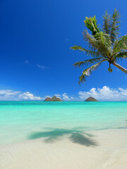 Fototapeta na wymiar ハワイ、オアフ島、ラニカイビーチから眺めるモクルアと椰子の影