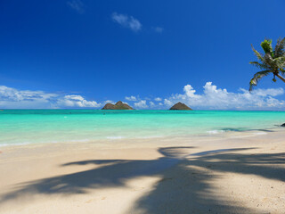 ハワイ、オアフ島、ラニカイビーチから眺めるモクルアと椰子の影