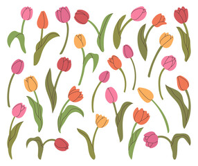 Collection hand drawn tulips elements for your design