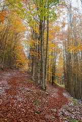 Orange and green forest with snow