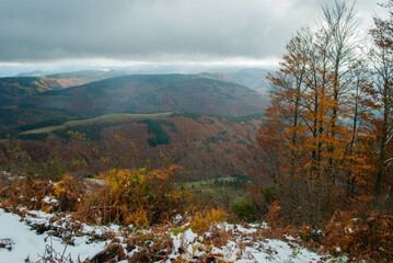 Orange and green forest with snow