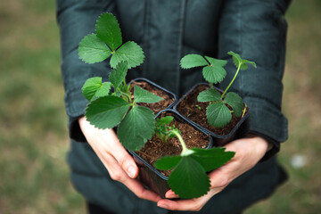 Strawberry seedlings in pot in the hands of a farmer, ready to plant in the garden. Preparation for...