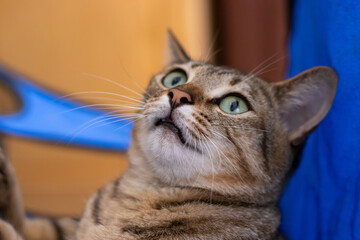A young feline tabby cat