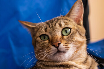 A young feline tabby cat