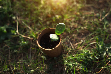 Young green sprout in an eco-friendly peat glass on the ground before planting on the garden bed....