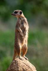 Meerkats in captivity at the zoo