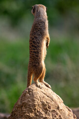 Meerkats in captivity at the zoo