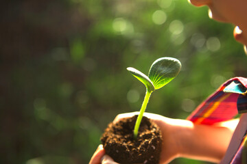 Young green sprout in the hands of a child in the light of the sun on a background of green grass. Natural seedlings, eco-friendly, new life, youth. The concept of development, peace, care. Copy space
