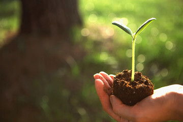 Young green sprout in the hands in the light of the sun on a background of big tree. Natural seedlings, eco-friendly, new life. Concept - big starts with small, development, peace, care, height. Copy 