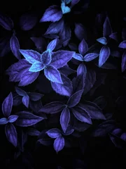 Very peri leaves background with selective focus and copy space. Melastomataceae plants background with selective focus.
