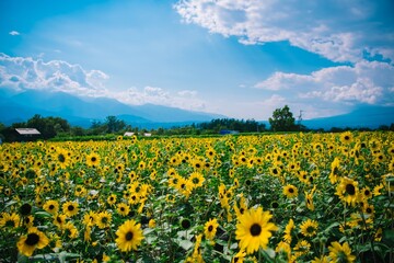 field of sunflowers