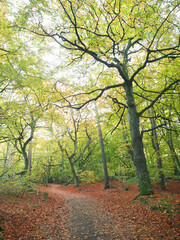 Naklejka premium Wald am Weststrand