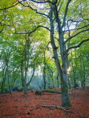 Wald am Weststrand