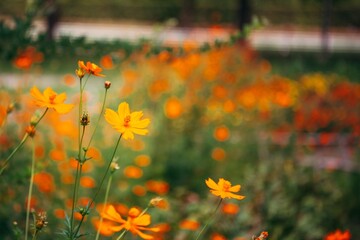 field of poppies