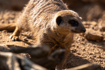 Meerkats in captivity at the zoo