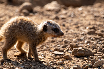 Fototapeta premium Meerkat pup/baby in captivity at the zoo