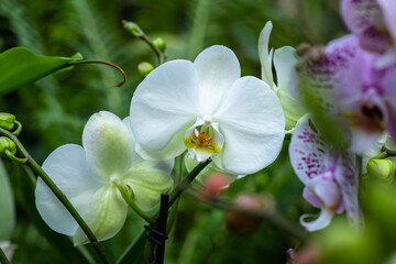 Blooming beautiful orchid flowers in a tropical greenhouse, nature and gardening