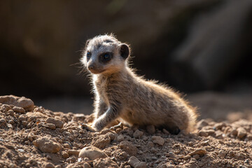 Fototapeta premium Meerkat pup/baby in captivity at the zoo